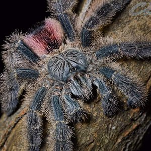 Avicularia variegata