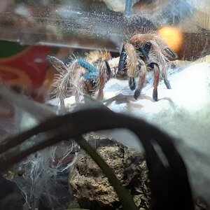 All legs - Sprite, the GBB