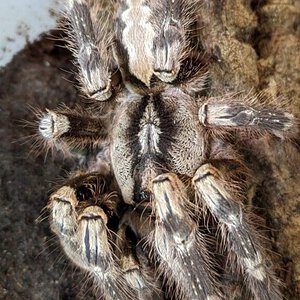 Poecilotheria smithi?