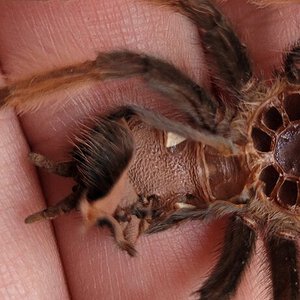 2.5" Brachypelma Emilia molt