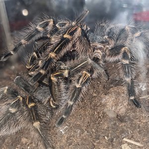 Grammostola pulchripes