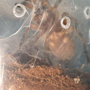 H. pulchripes