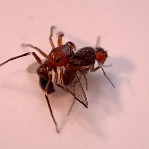 Peckhamia sp. feeding