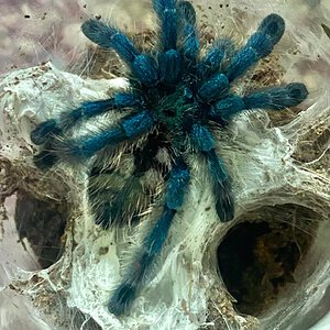 Caribena versicolor