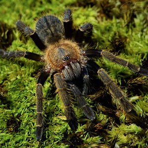 Ornithoctonus sp. "khao sok"