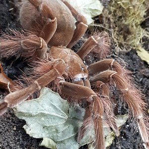 Theraphosa blondi