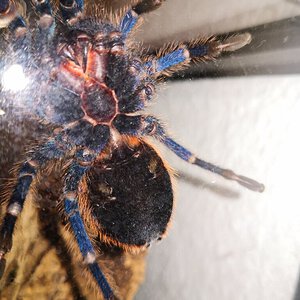 Chromatopelma cyanopubescens GBB 4-5cm