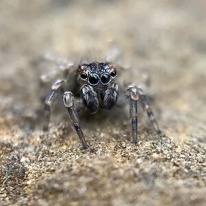 Naphrys pulex Male