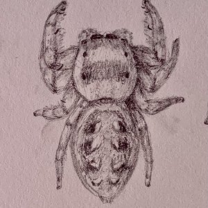 Eris militaris Adult Female Sketch