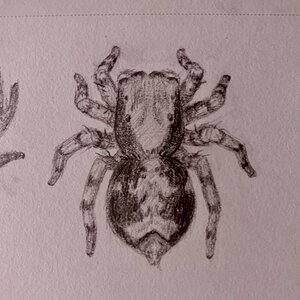 Naphrys pulex Female Sketch