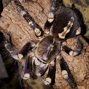 Poecilotheria subfusca