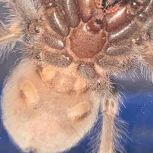 Brachypelma sexing