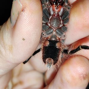 Chaco Golden Knee male or female Arachnoboards