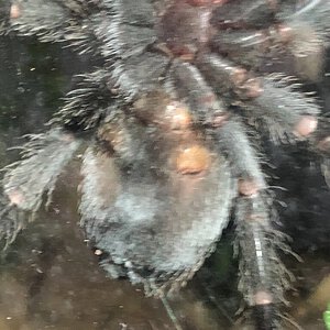 Grammostola pulchra