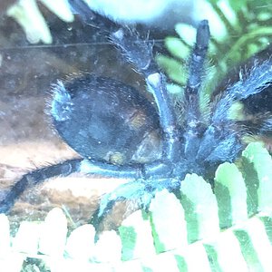 Grammostola pulchra, around 3 inches