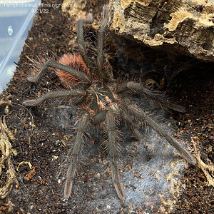 Pamphobeteus affinis nigricolor II