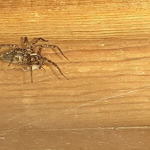 Garage spider feeding
