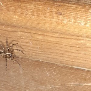 Garage spider feeding 2
