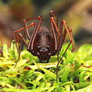 Scytodes cf. fusca