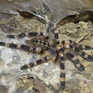 1.0 Poecilotheria subfusca "lowland" ~3.5"