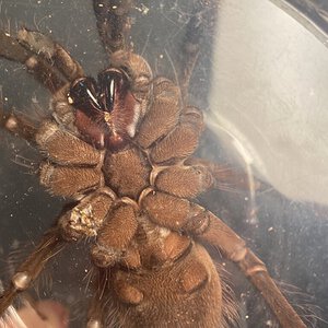 Presumed male T stirmi