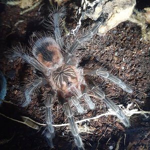 Pamphobeteus nigricolor juvenile