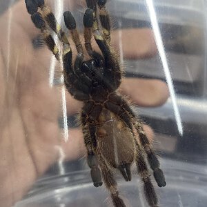 Poecilotheria smithi