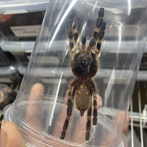 Poecilotheria smithi