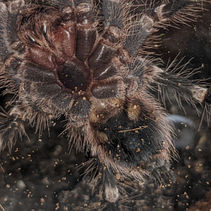 A. geniculata, 3"