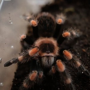 Brachypelma hamorii