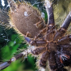 Poecilotheria smithi