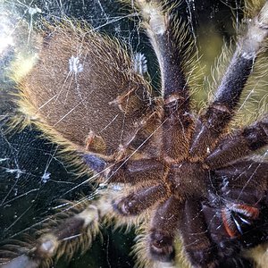 Poecilotheria smithi