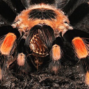 Brachypelma smithi.