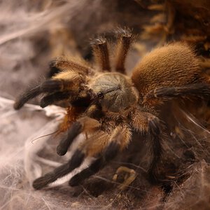 Monocentropus balfouri