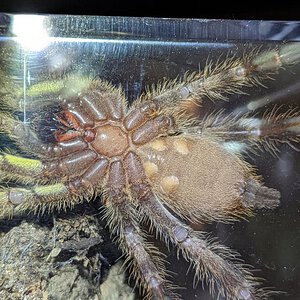 Poecilotheria fasciata