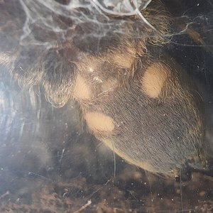 Harpactira pulchripes