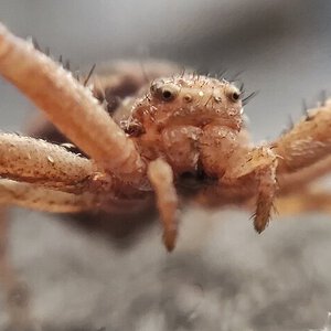 Xysticus cristatus macro pic