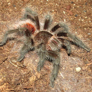 ♂ Grammostola iheringi 3"