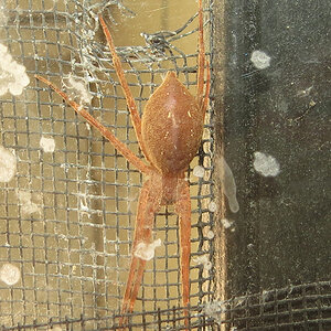 Gravid Nursery Web Spider (Pisaurina mira)