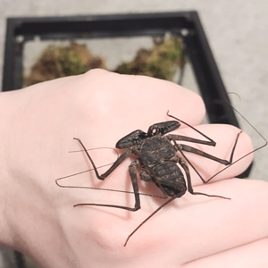 Tailless whip scorpion 1