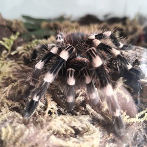 4" Female Acanthoscurria geniculata