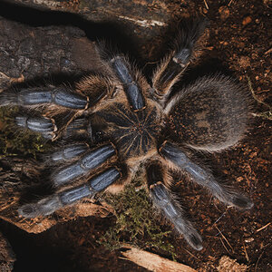 Harpactira pulchripes female sh #1