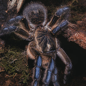 Harpactira pulchripes female sh #2