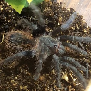 Mystery Tarantula