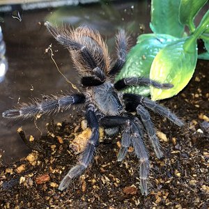 Mystery tarantula