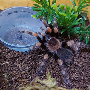 smithi or hamorii?