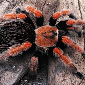 Brachypelma boehmei.