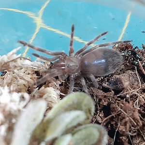 B. auratum Sling - Venus