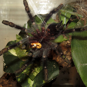 Hungry Princess (♀ Avicularia avicularia 4.5") [2/2]