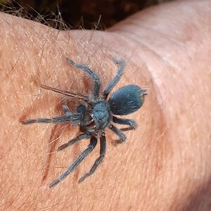 Phormictopus sp. green (full green) 05.10.22 - Sling